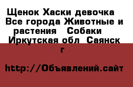 Щенок Хаски девочка - Все города Животные и растения » Собаки   . Иркутская обл.,Саянск г.